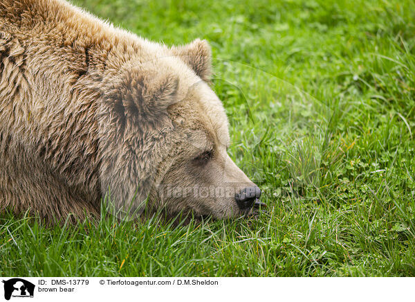 Braunbr / brown bear / DMS-13779