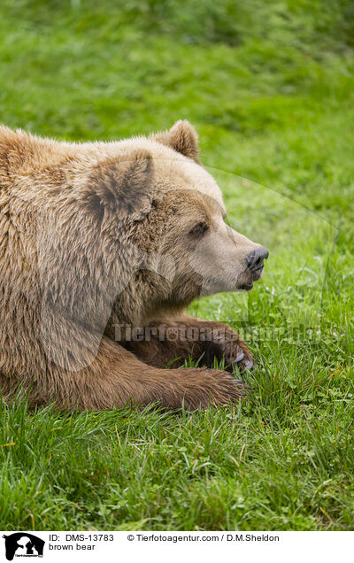 Braunbr / brown bear / DMS-13783