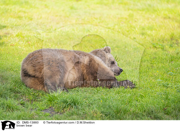 Braunbr / brown bear / DMS-13860