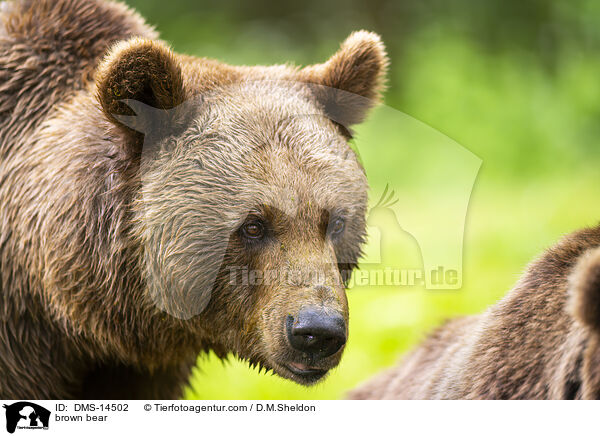 Braunbr / brown bear / DMS-14502