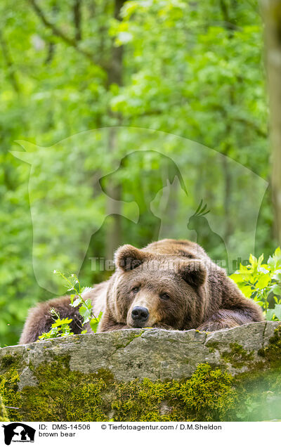 brown bear / DMS-14506