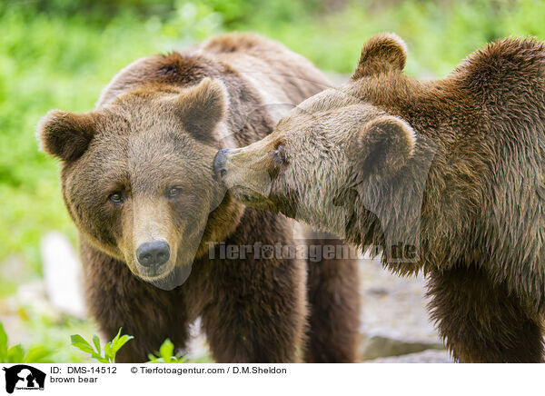 Braunbr / brown bear / DMS-14512