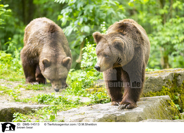 brown bear / DMS-14513
