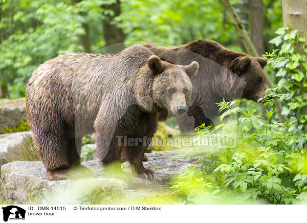 brown bear / DMS-14515