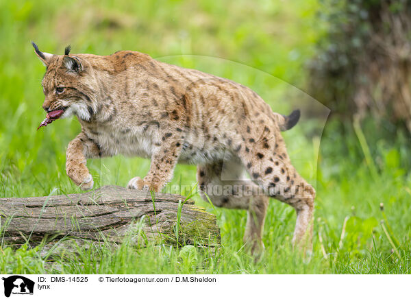 Luchs / lynx / DMS-14525