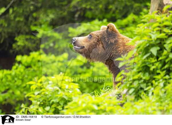Braunbr / brown bear / DMS-16818