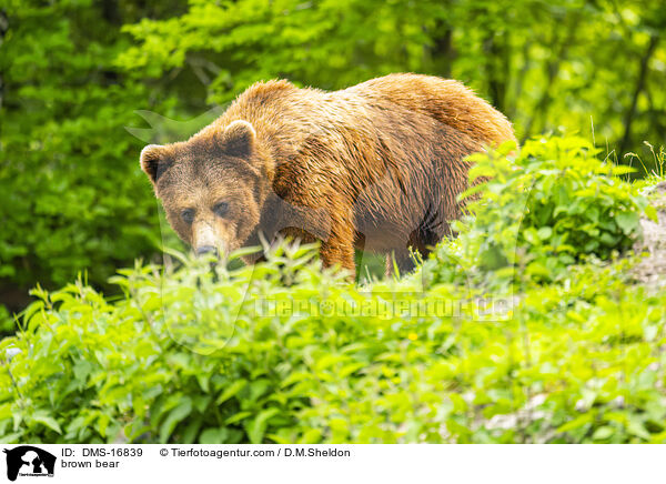 Braunbr / brown bear / DMS-16839