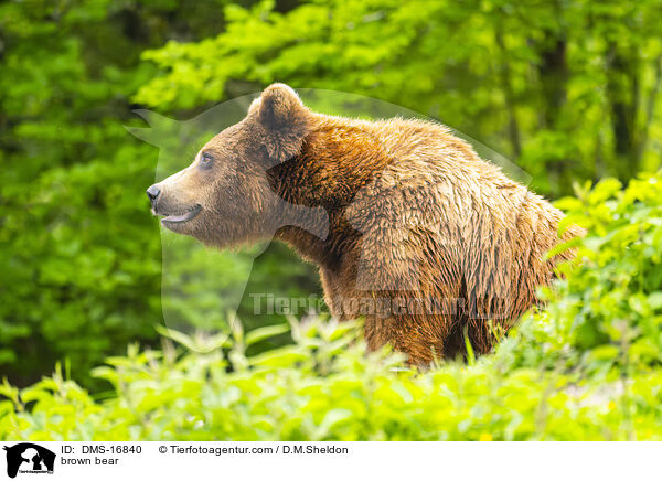 Braunbr / brown bear / DMS-16840