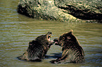 Eurasian Brownbear