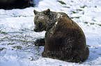 Eurasian Brownbear