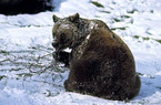 Eurasian Brownbear