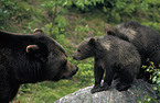Eurasian Brownbear
