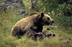 Eurasian Brownbear