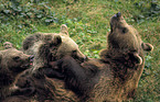 Eurasian Brownbear