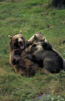 Eurasian Brownbear
