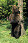 Eurasian Brownbear