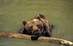 Eurasian Brownbear