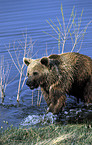 Eurasian Brownbear
