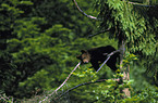 Eurasian Brownbear