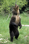 Eurasian Brownbear