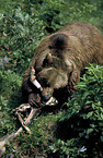 Eurasian Brownbear