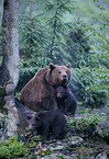 Eurasian Brownbear