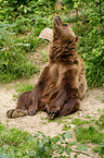 sitting bear