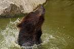 bathing brown bear