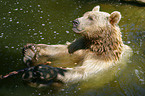 brown bear