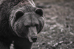 brown bear