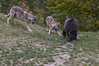 Brown bear meets wolves