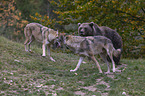 Brown bear meets wolves