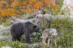 Brown bear meets wolves