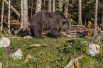 walking Brown Bear