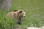 Brown Bear