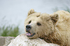 Brown Bear portrait
