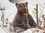 sitting Brown Bear