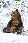 sitting Brown Bear