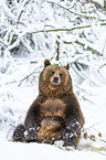 sitting Brown Bear