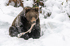 Brown Bear nibbles on a bone