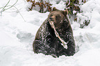 Brown Bear nibbles on a bone