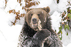 Brown Bear nibbles on a bone