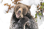 Brown Bear nibbles on a bone
