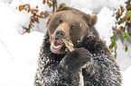 Brown Bear nibbles on a bone