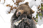 Brown Bear nibbles on a bone