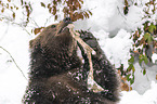 Brown Bear nibbles on a bone