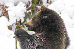 Brown Bear nibbles on a bone