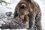 fighting Brown Bears
