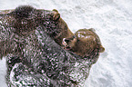 fighting Brown Bears