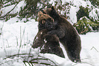 fighting Brown Bears
